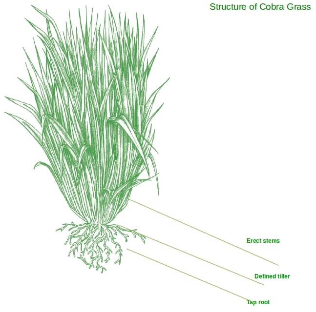 Tropical SeedsTropical Seeds Biology Diagrams