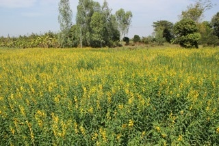 LOEI field view
