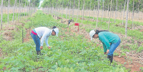 Cosecha de Arachis Pintoi