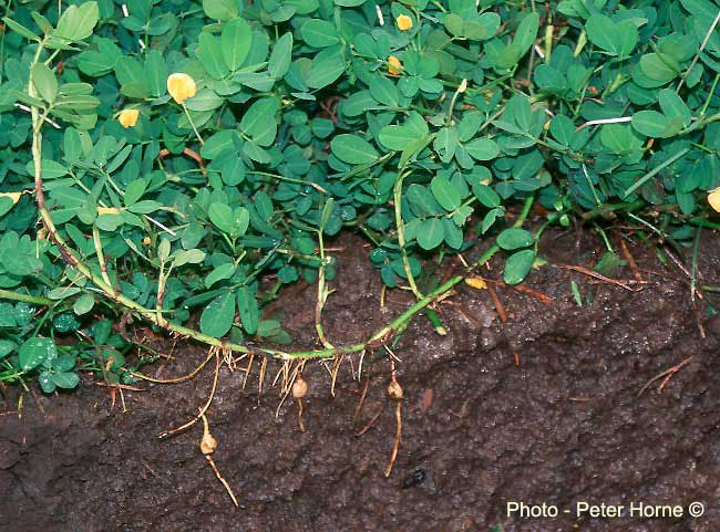 Hojas y raices de Arachis Pintoi