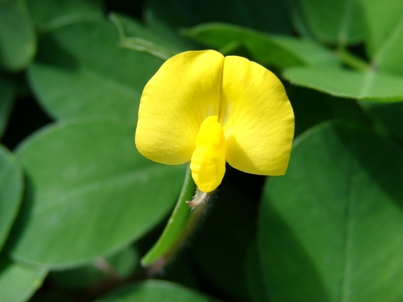 Flor de frijol Arachis Pintoi