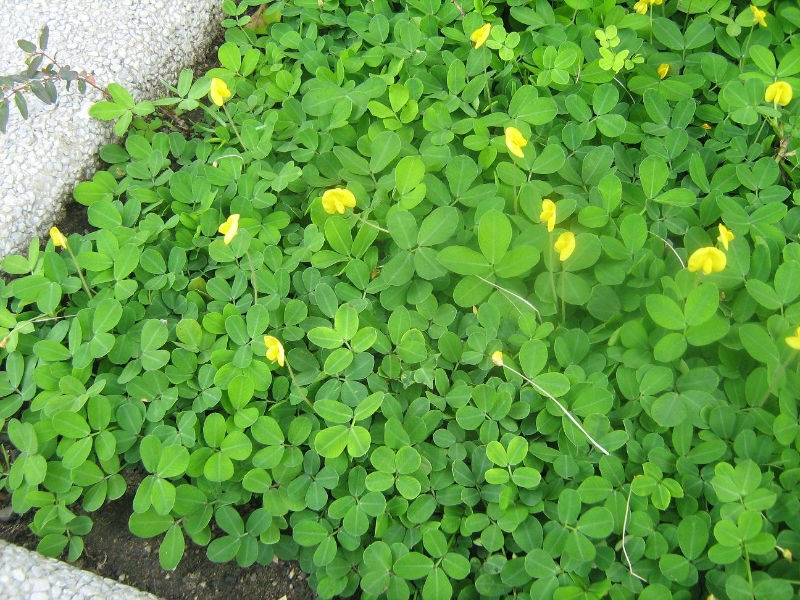 Arachis Pintoi peanut flowers and leaves