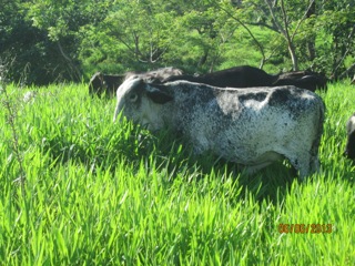 Vacas en pasto Cayman