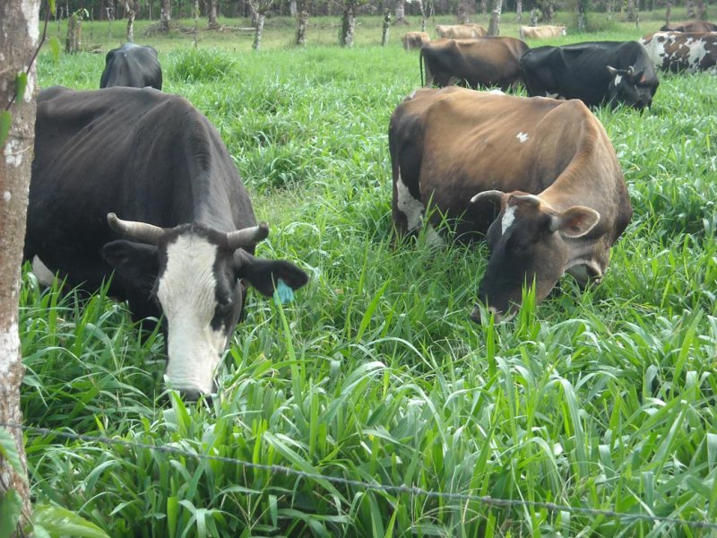 Vacas lecheras pastando Cayman