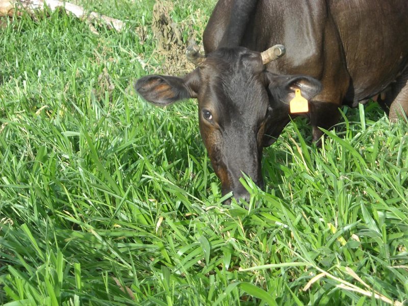 Vacas lecheras pastando Cayman 2