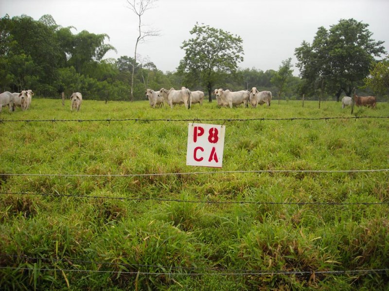 Cayman grazing trial high stoking rate
