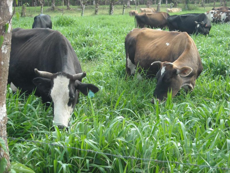 Cayman milking cows