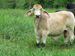 Look at the legs of the calf stained with water and Cayman well established