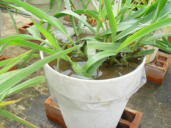 Waterlogging containers