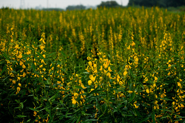 Flores de Crotalaria Juncea