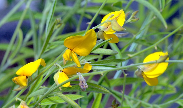 Flor de Crotalaria Juncea