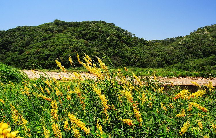 Campo de Crotalaria Juncea en flor