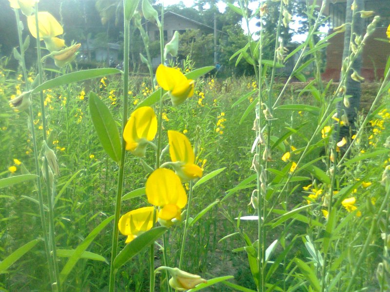 Flor de Crotalaria Juncea