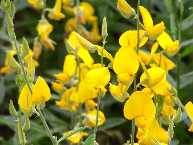 Flores de Crotalaria Juncea