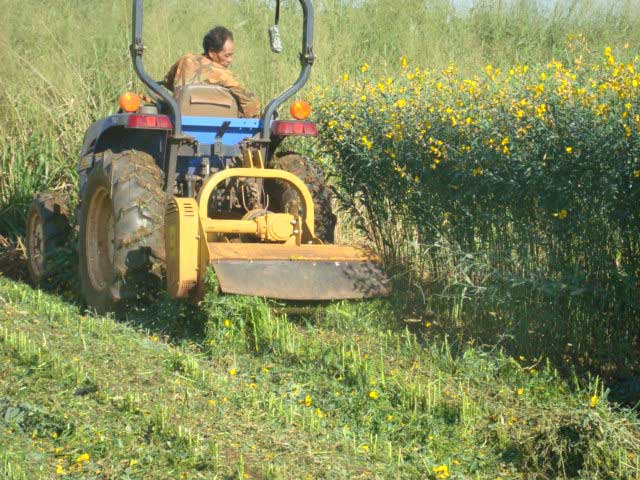 Cosechando Crotalaria Juncea