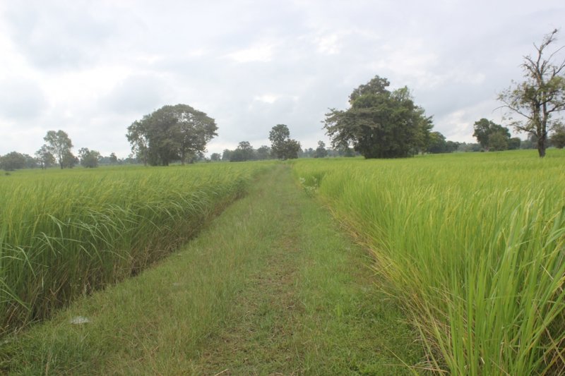 Crotalaria Juncea en campos de arroz, noreste de Tailandia