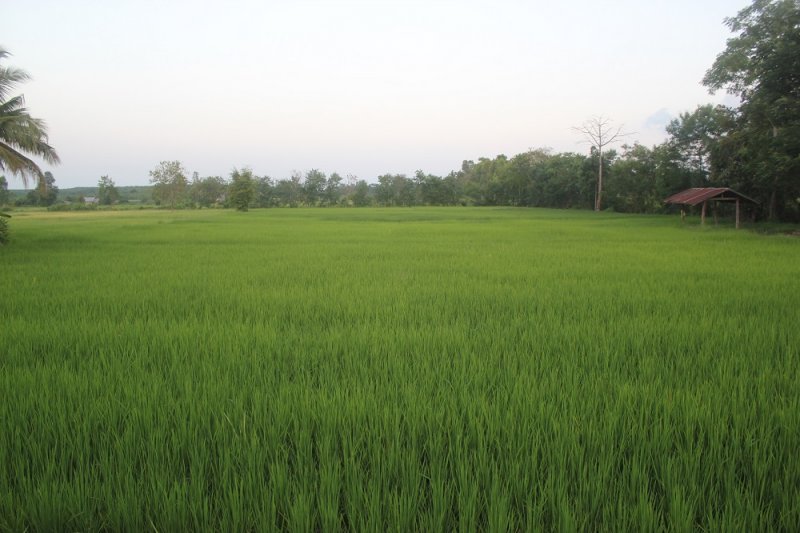 ¡Plantar arroz después de Crotalaria, produce siembras más verdes, plantas más saludables y rendimientos de semilla más altos!