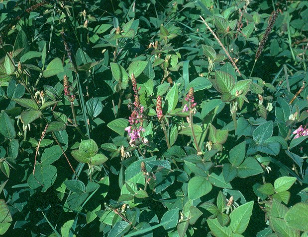 Hojas y flores de Desmodium Intortum