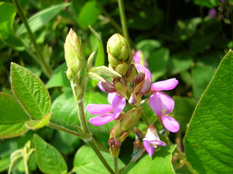 Flor y capullo de Desmodium Intortum