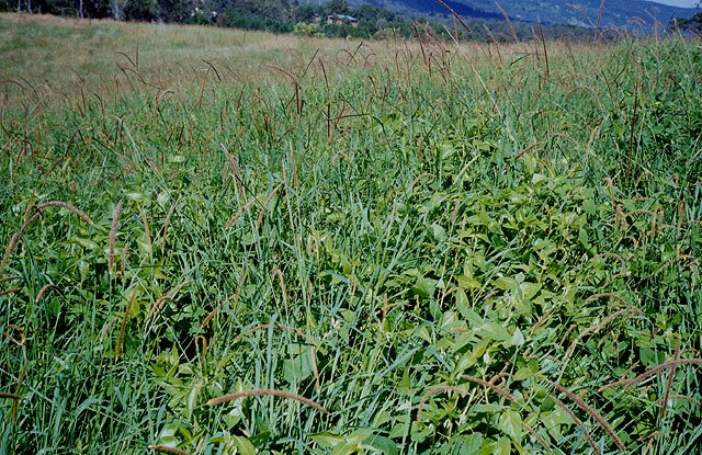 Desmodium Intortum field