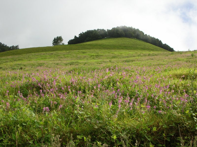 Desmodium Intortum field in blossom