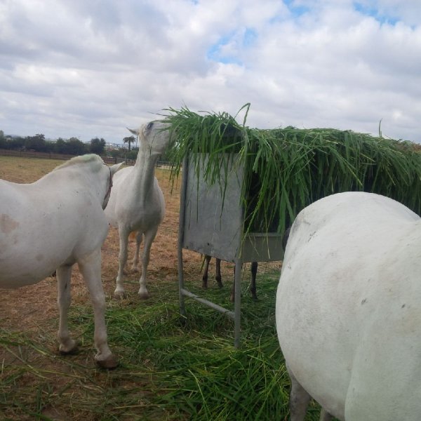 Caballos comiendo Mombasa / Siambaza