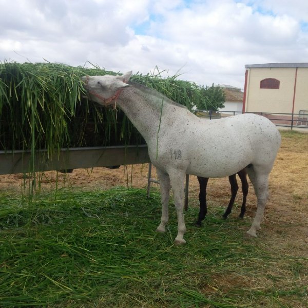 Caballos comiendo Mombasa / Siambaza 2