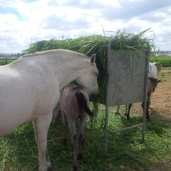 Caballos comiendo Mombasa / Siambaza 3