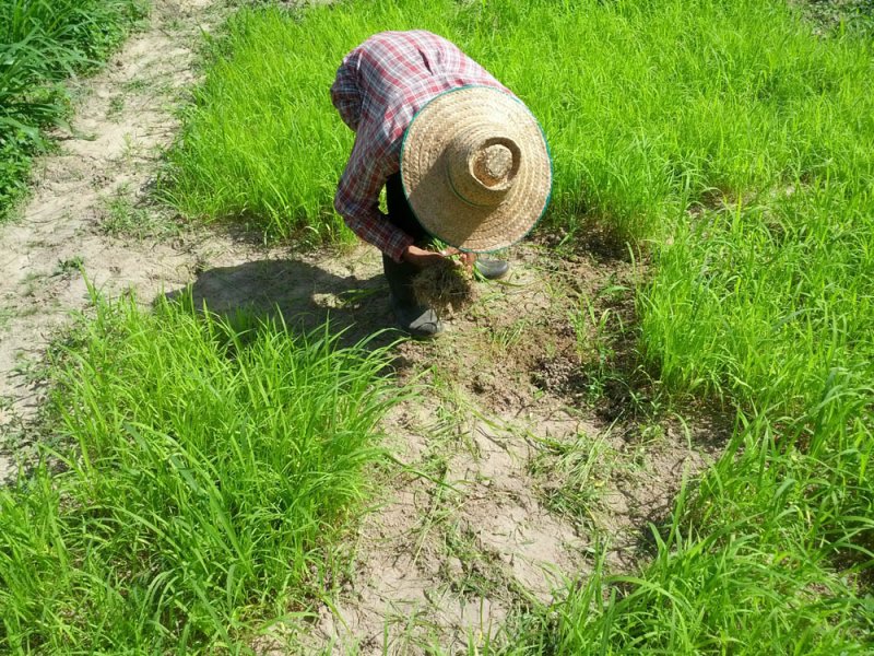 Semillero de una nueva variedad de Guinea Grass en investigación en el río Mun, Tailandia, Agosto 2016