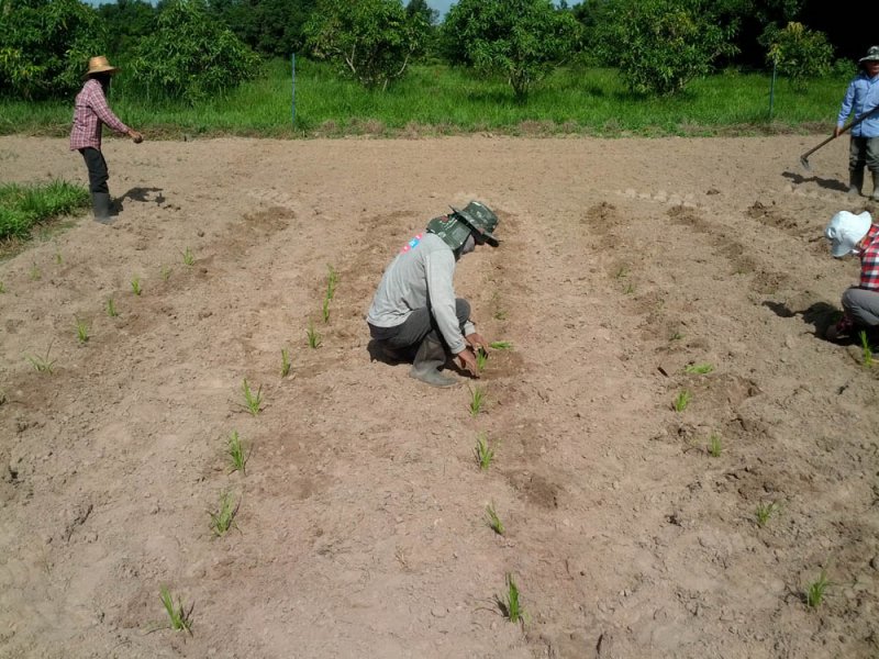 Plántulas recién plantadas de una nueva variedad de Guinea Grass en investigación en el río Mun, Tailandia, Agosto 2016