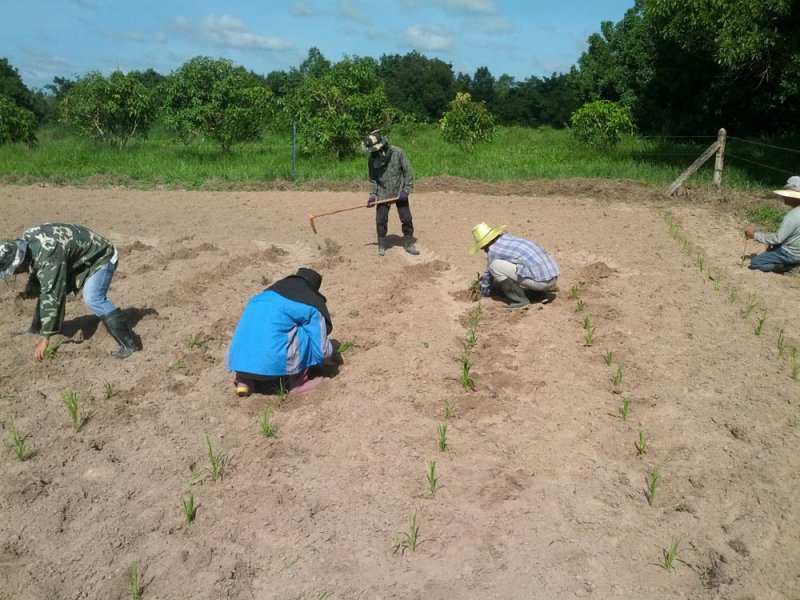 Plántulas recién plantadas de una nueva variedad de Guinea Grass en investigación en el río Mun, Tailandia, Agosto 2016