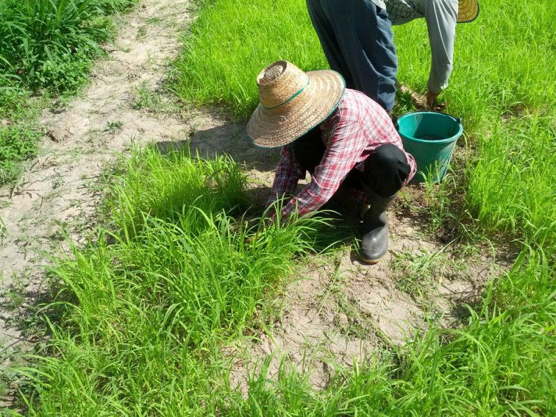 Semillero de una nueva variedad de Guinea Grass en investigación en el río Mun, Tailandia, Agosto 2016