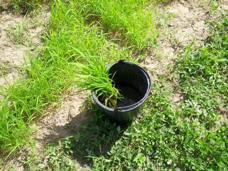 Remojo de plántulas de una nueva variedad de Guinea Grass en investigación en el río Mun, Tailandia, Agosto 2016