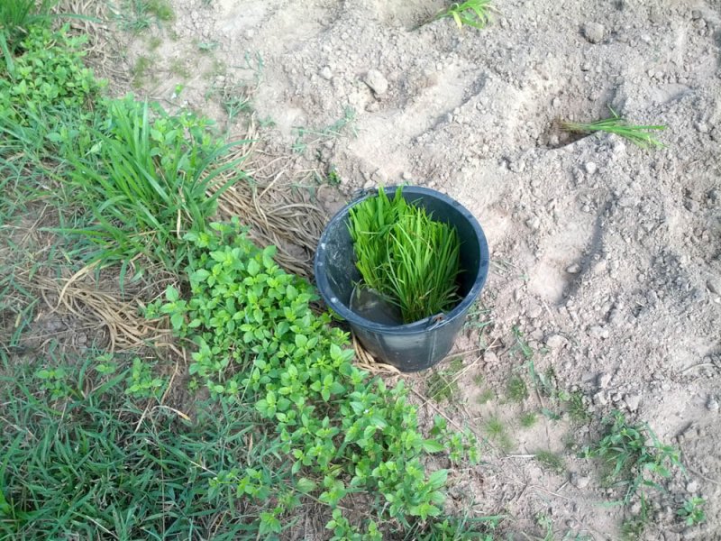 Remojo de plántulas de una nueva variedad de Guinea Grass en investigación en el río Mun, Tailandia, Agosto 2016