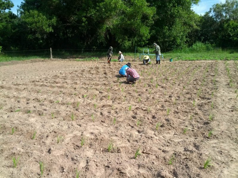 Plántulas recién plantadas de una nueva variedad de Guinea Grass en investigación en el río Mun, Tailandia, Agosto 2016