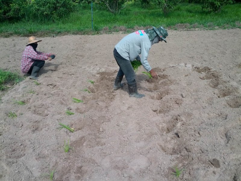 Plántulas recién plantadas de una nueva variedad de Guinea Grass en investigación en el río Mun, Tailandia, Agosto 2016