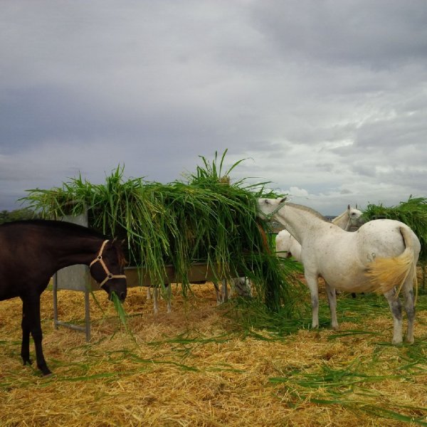 Caballos comiendo Mombasa / Siambaza 4