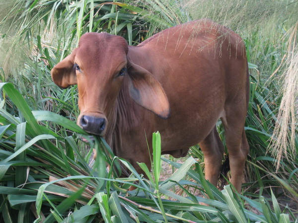 Cattle grazing Mombasa seed crop after harvest, Mukdahan, Nov 2010