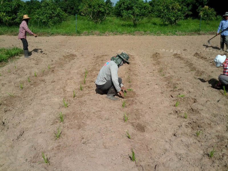 Guinea Grass new variety in research Thailand Mun River Seedlings being planted August 10 2016