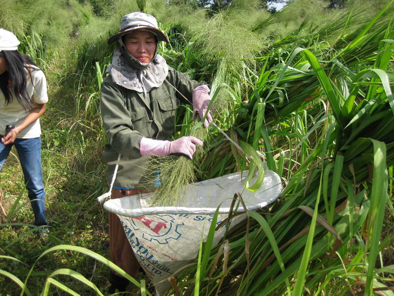 Mombasa seed being hand harvested