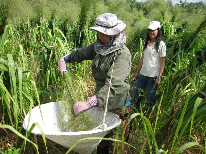 Mombasa seed being harvested