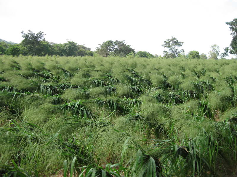 Mombasa seed crop