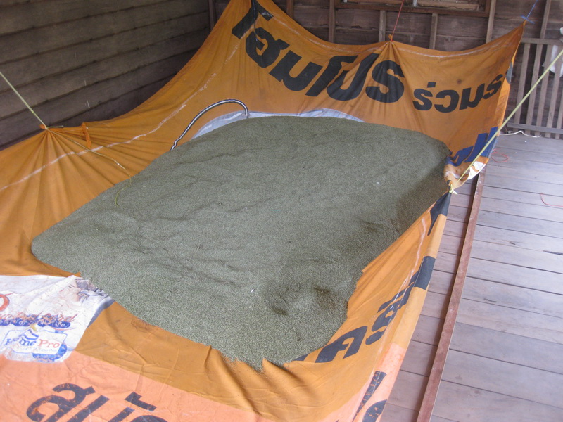 Mombasa seed drying, Kham Pok, Mukdahan, Nov 2010