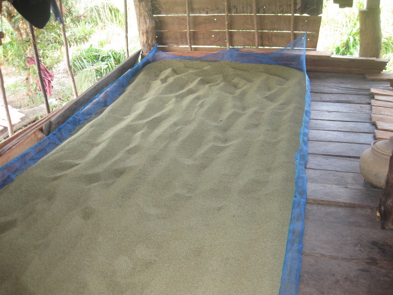 Mombasa seed drying, Mukdahan, Nov 2010