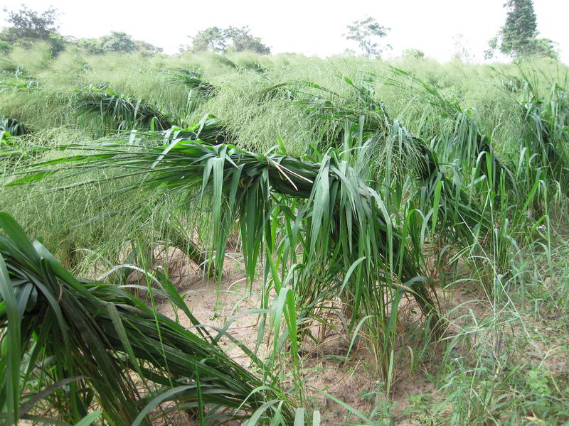 Mombasa tied seedheads