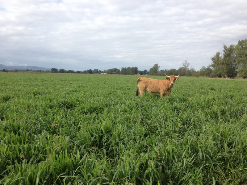 Vaca en campo de Mulato II en Europa