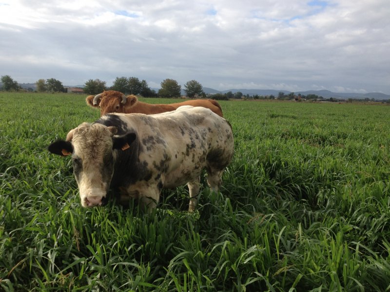 Vacas pastando Mulato II en Europa