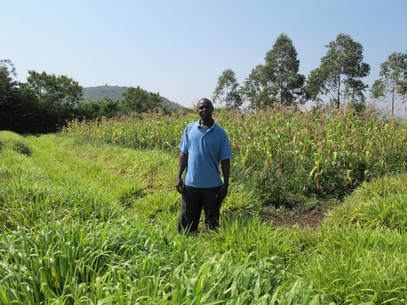 Agricultor en su bien establecido cultivo de Mulato II en Kenia