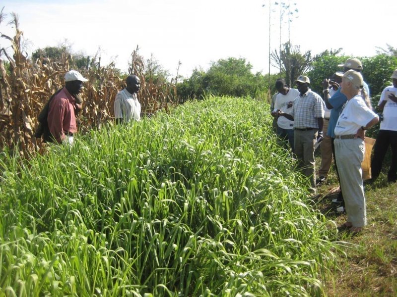 Pruebas de cultivos de Mulato II en Kenia