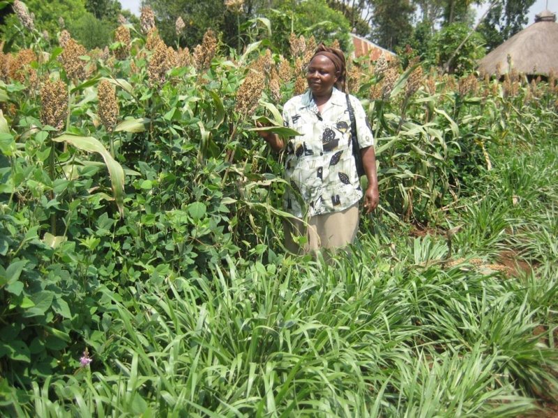 Mulato II bien establecido en Kenia